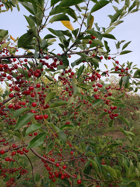 Smith's Hilltop Orchard photo 5