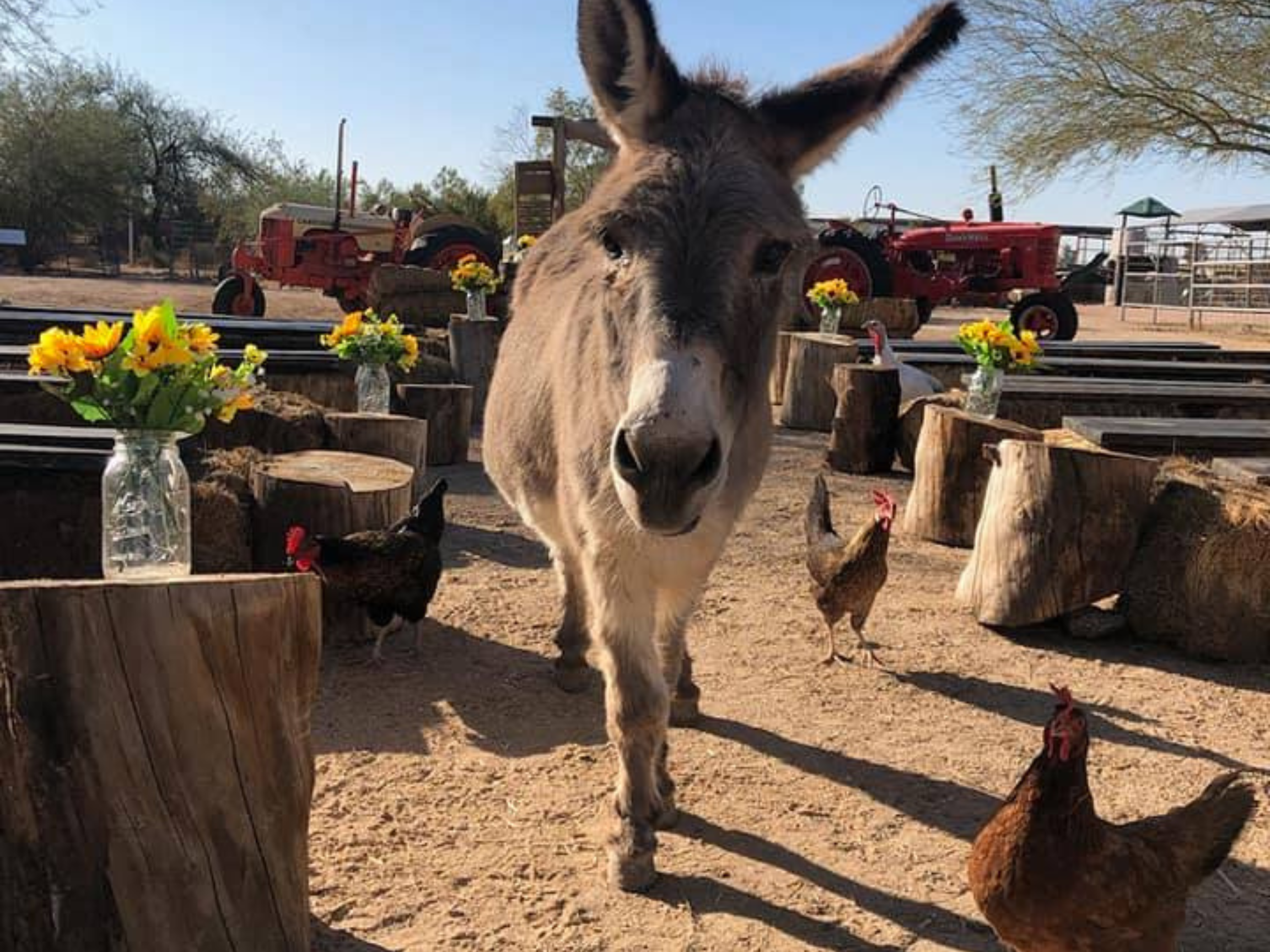 Superstition Farm