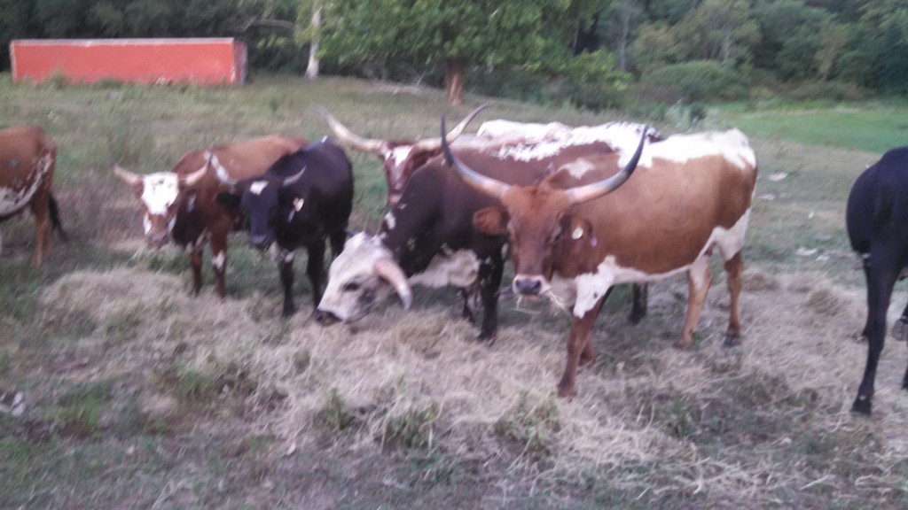 W Bench Farms, LLC photo 3
