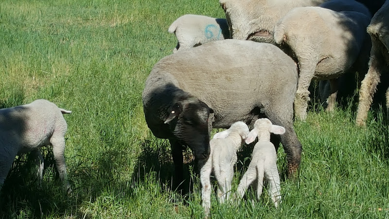 Lau Family Farm, LLC