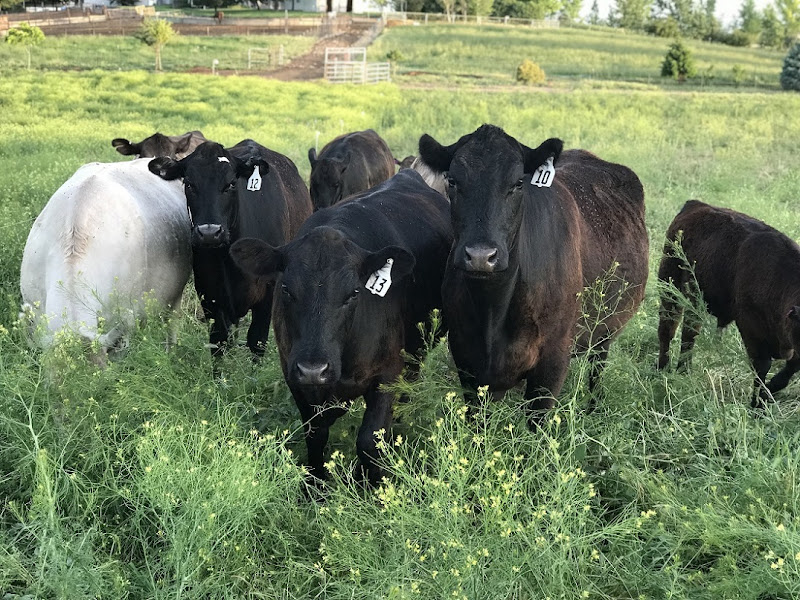 Gutierrez Family Farms