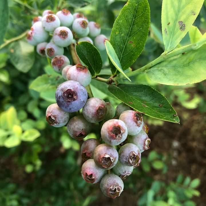 Bentley Farm GA photo 2