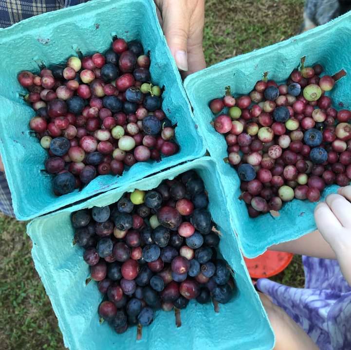 Bentley Farm GA photo 3