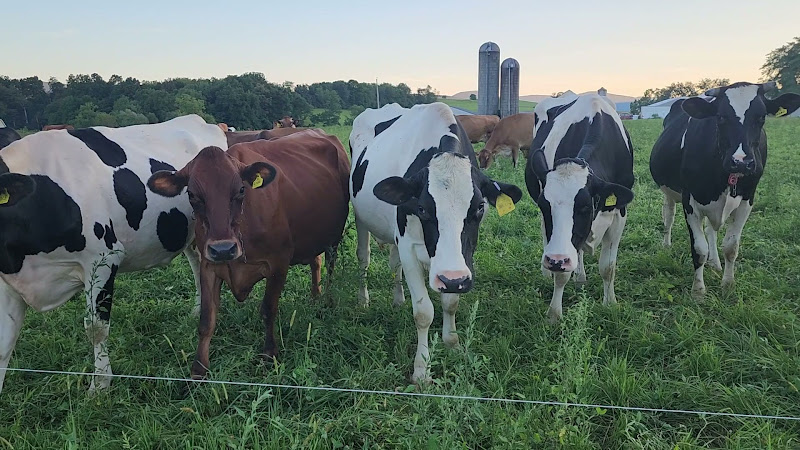 Conoco View Dairy LLC photo 2