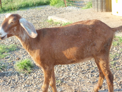 Sassy Springs Farm / Herbal Products photo 8