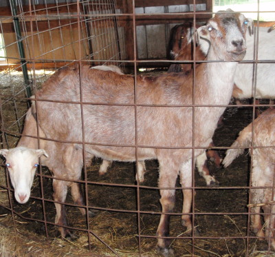 Sassy Springs Farm / Herbal Products photo 9