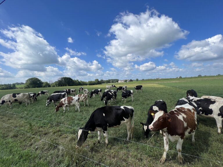 Gap View Farm Market