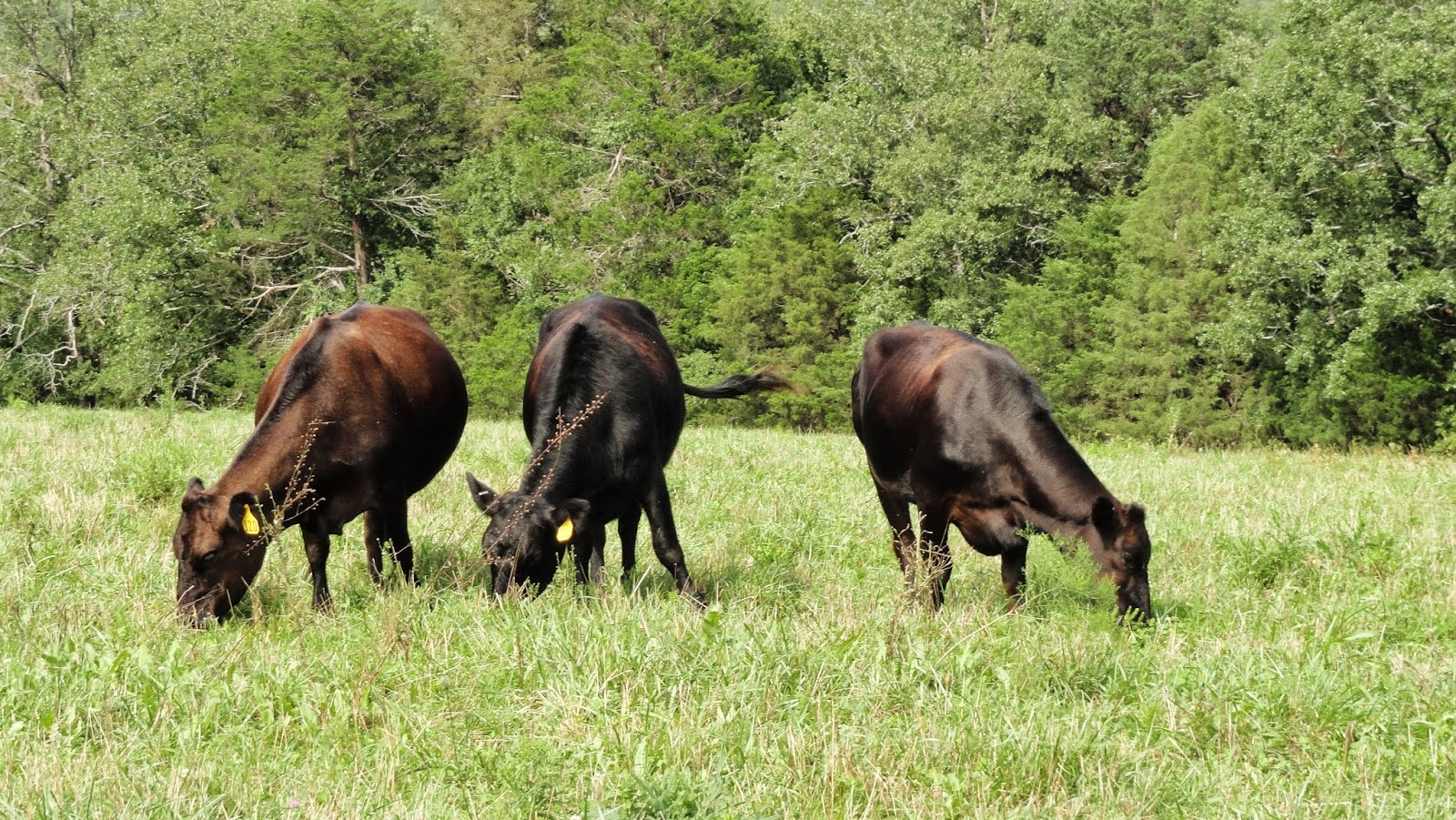Prier Farms Grassfed Beef #0389 photo 2