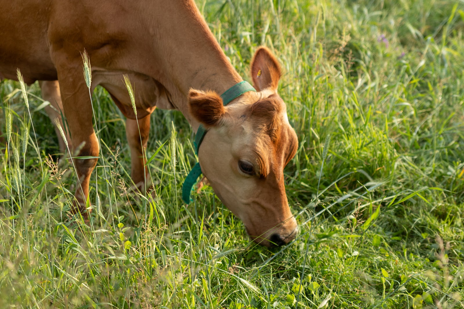 Country Sunrise Creamery