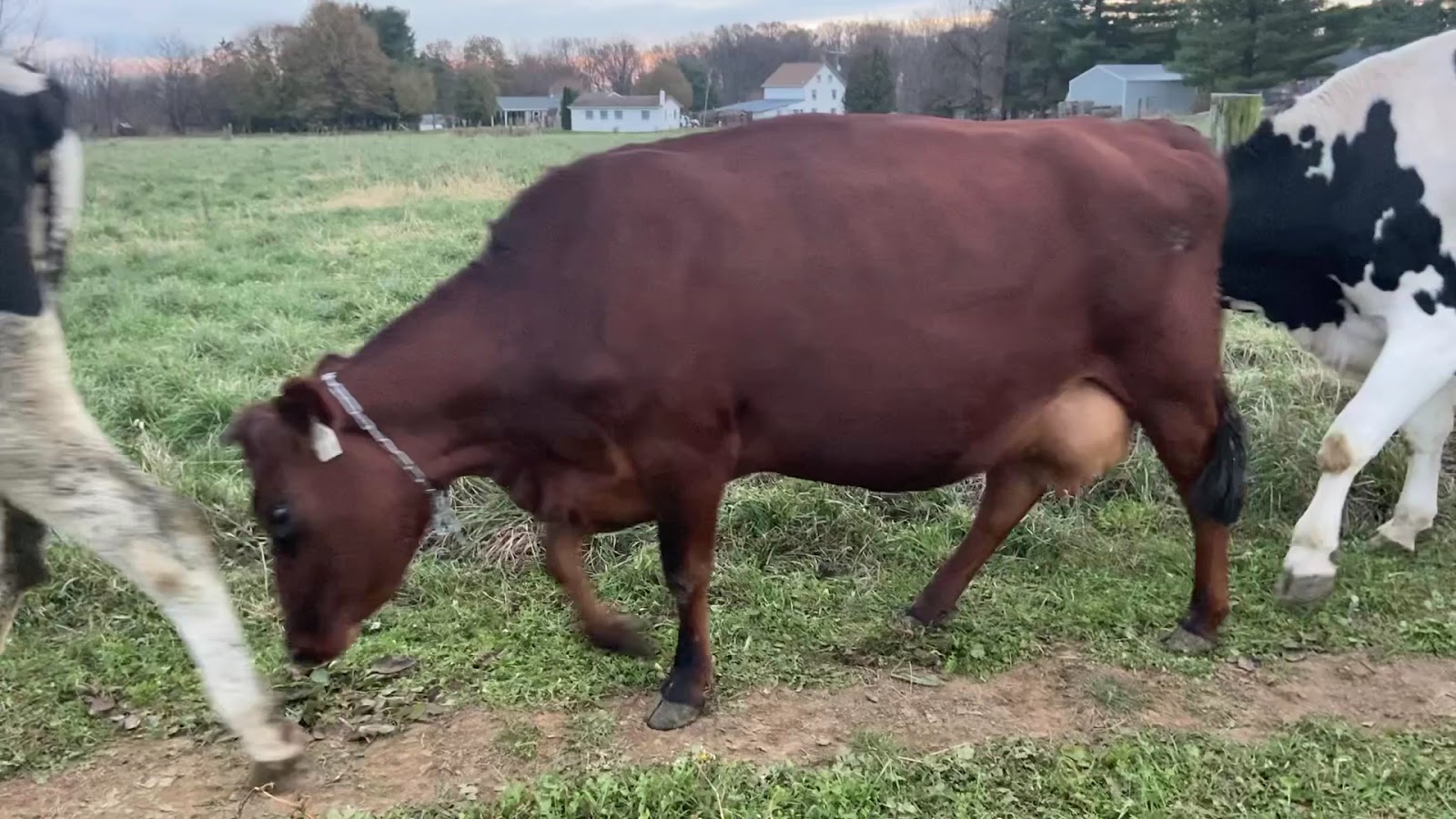 Country Sunrise Creamery photo 2