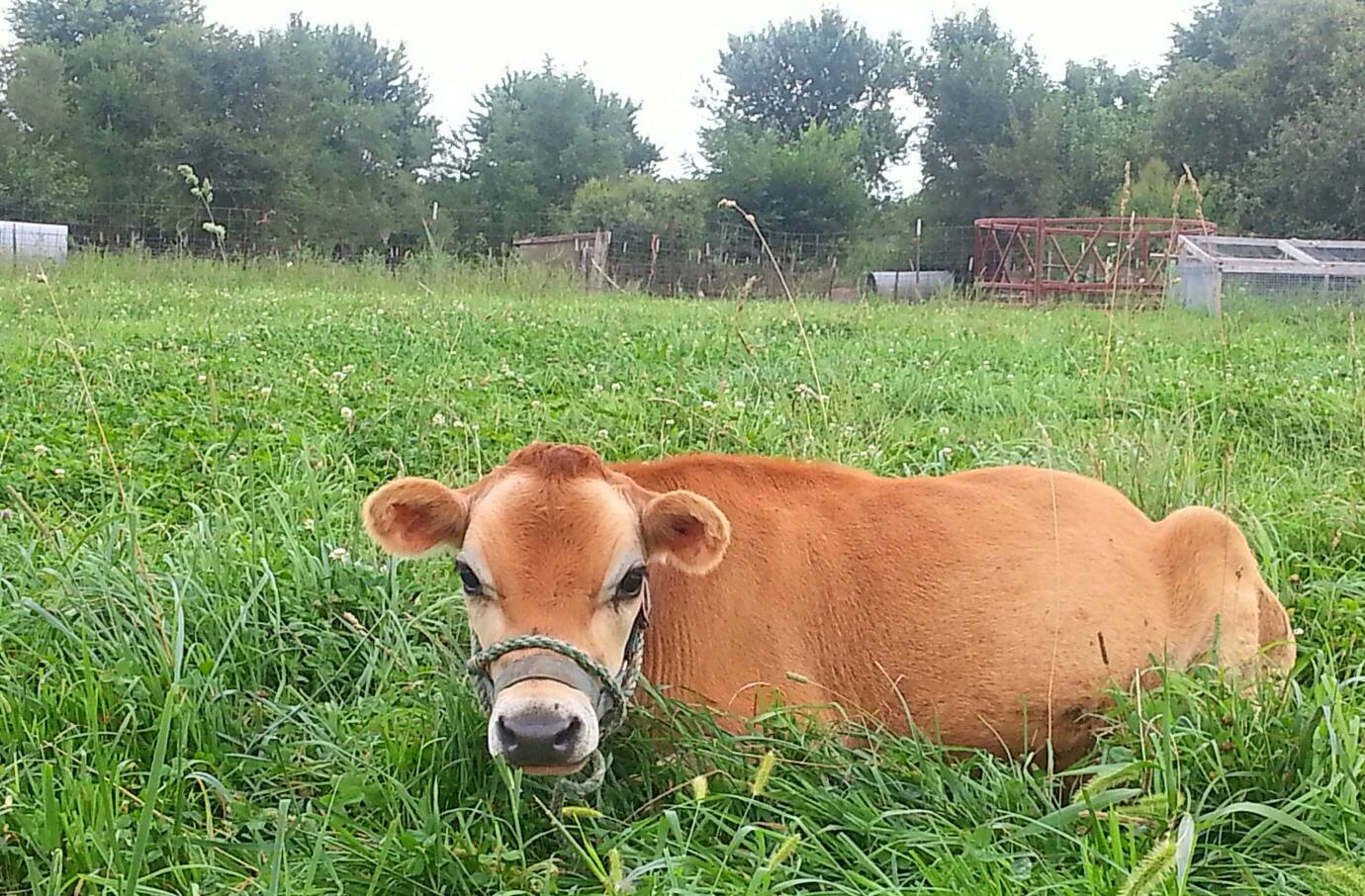 Grandmas Farm Fresh Eggs