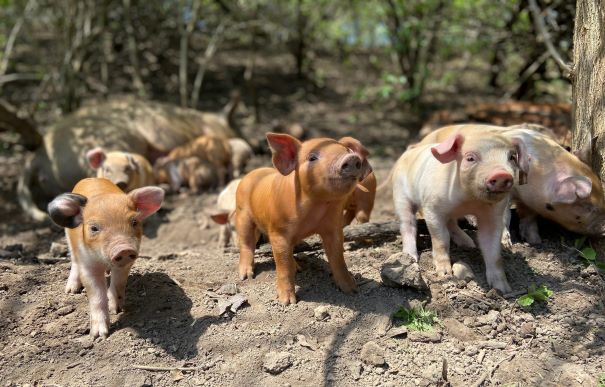 Prairie Creek Pastures