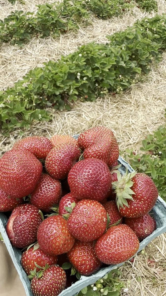 Butler's Orchard photo 4