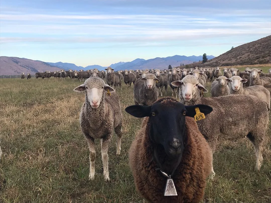 Methow Valley FoodShed