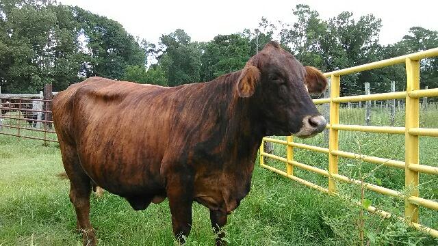 Whitehall Farms