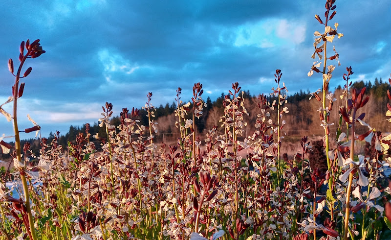 Sammamish Farms photo 14