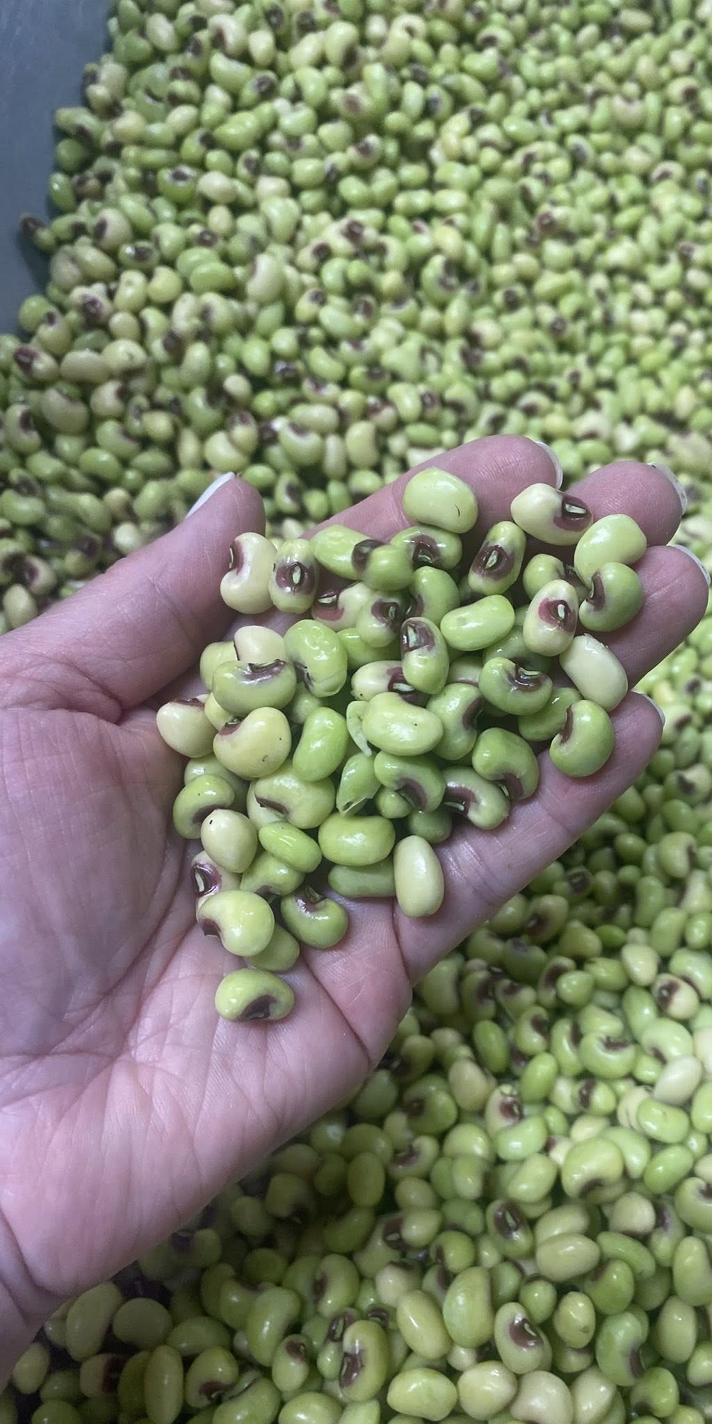 Calhoun Produce, Inc. photo 31