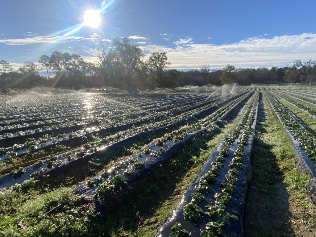 Calhoun Produce, Inc. photo 30