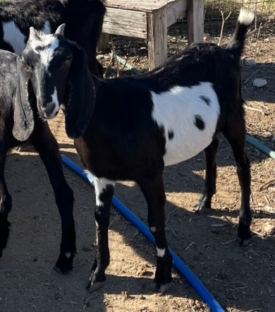 Galloping Winds Ranch