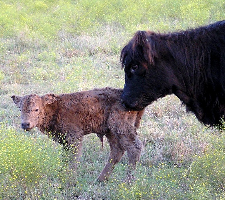 Galloping Winds Ranch photo 5