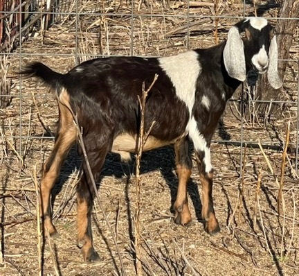 Galloping Winds Ranch photo 3