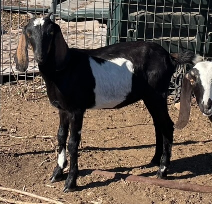 Galloping Winds Ranch photo 2