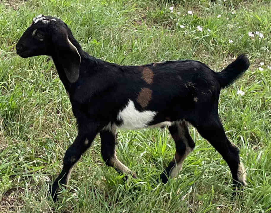 Galloping Winds Ranch photo 4