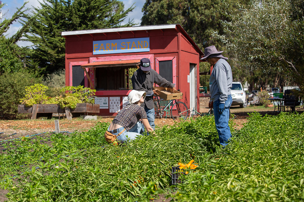 Homeless Garden Project Farm Stand