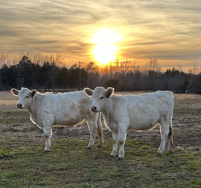 Tomten Farm photo 9