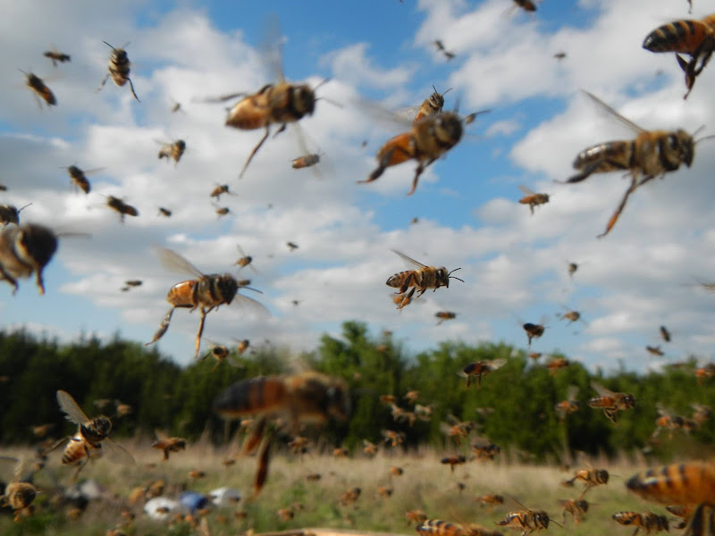 Harmony Hollow Apiaries