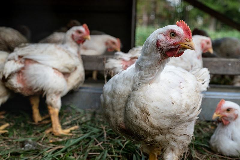 Little Way Farm photo 2