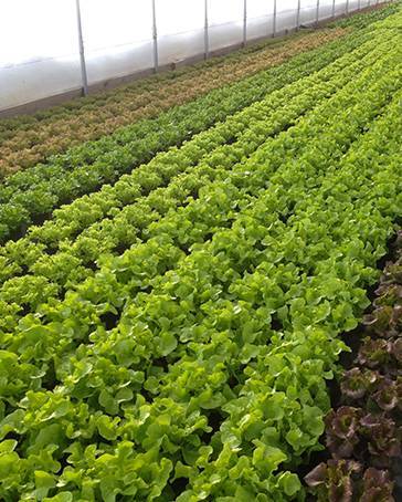 Vertical Paradise Farms