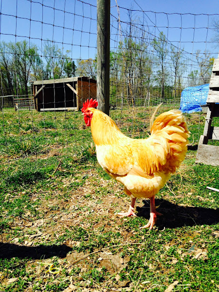 Reedy Fork Farm Organic Feed