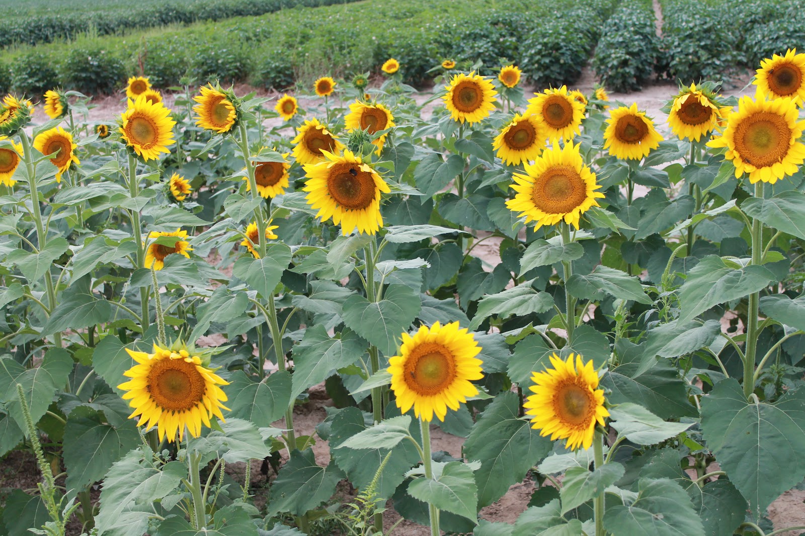 Agricenter International , Farmers Market photo 3