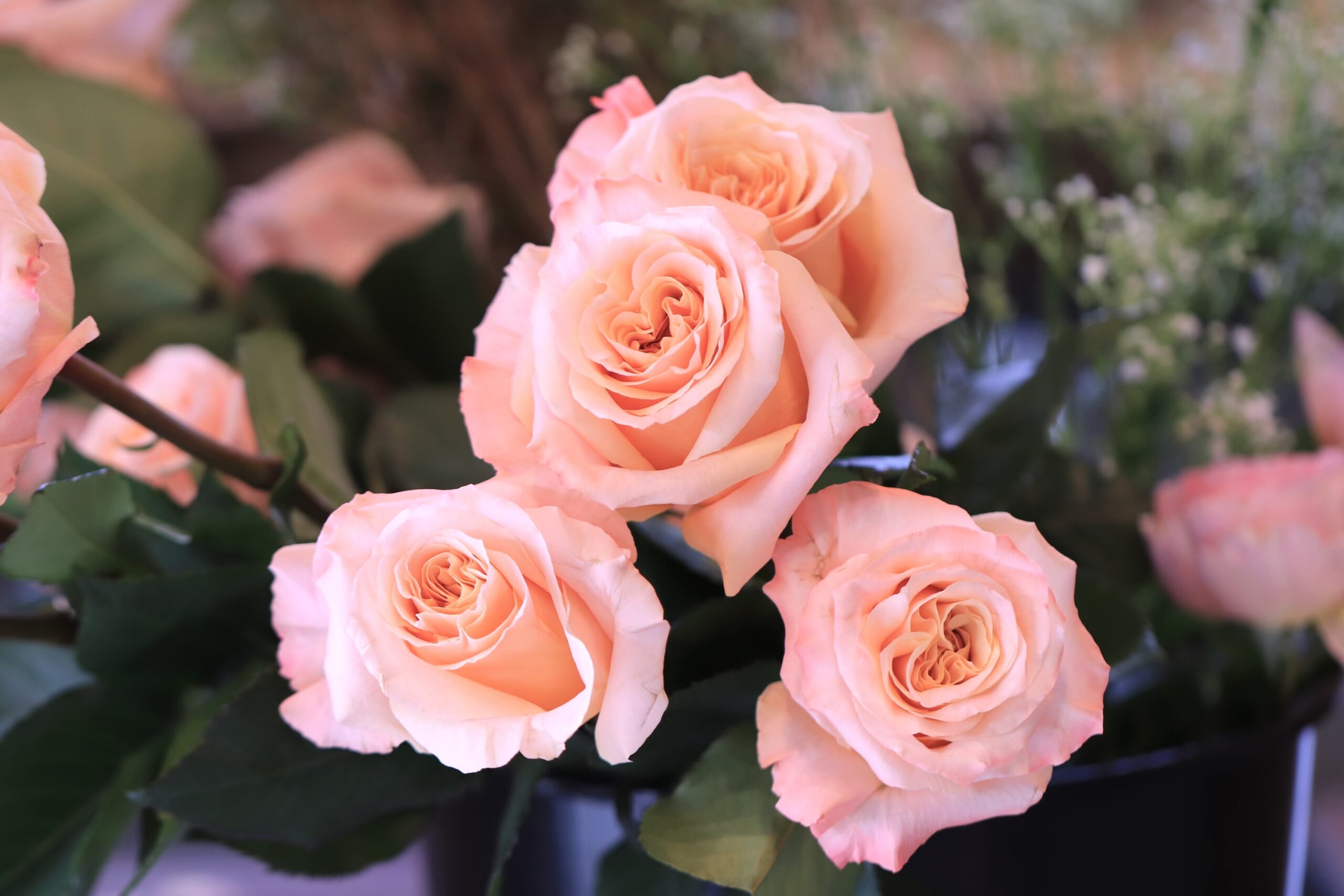 CC's Blooms photo 27