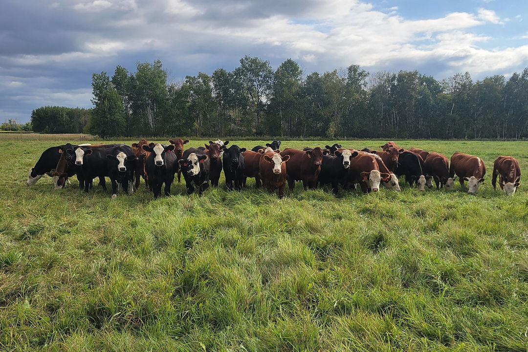 Golden Bear Farms photo 4