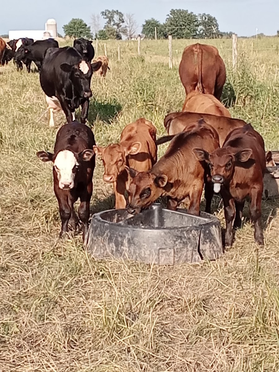 Golden Bear Farms photo 2