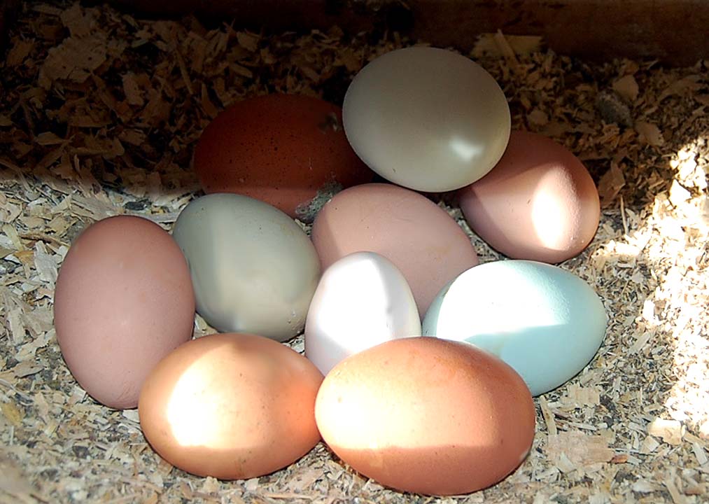 Greenfield Hill Summer Farmers Market photo 3