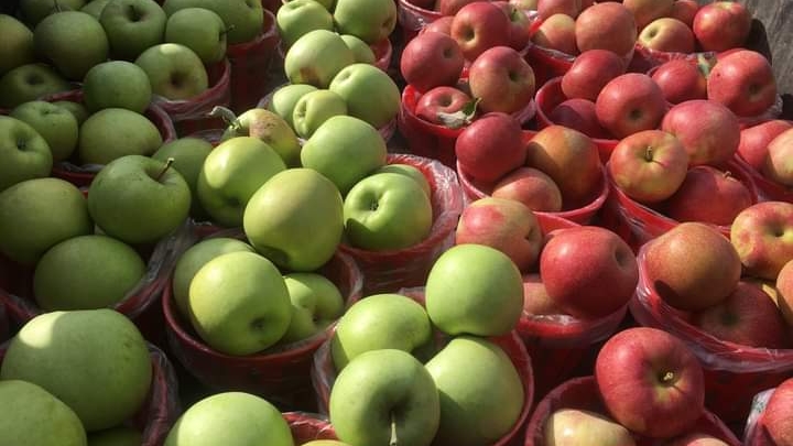 Bonacorsi Family Farm photo 2