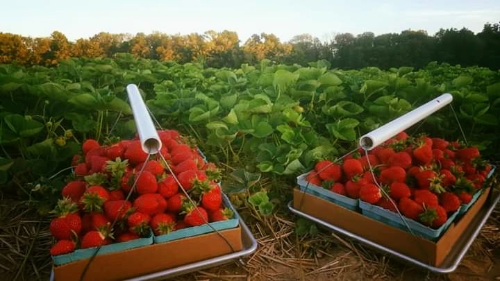 Bonacorsi Family Farm photo 3
