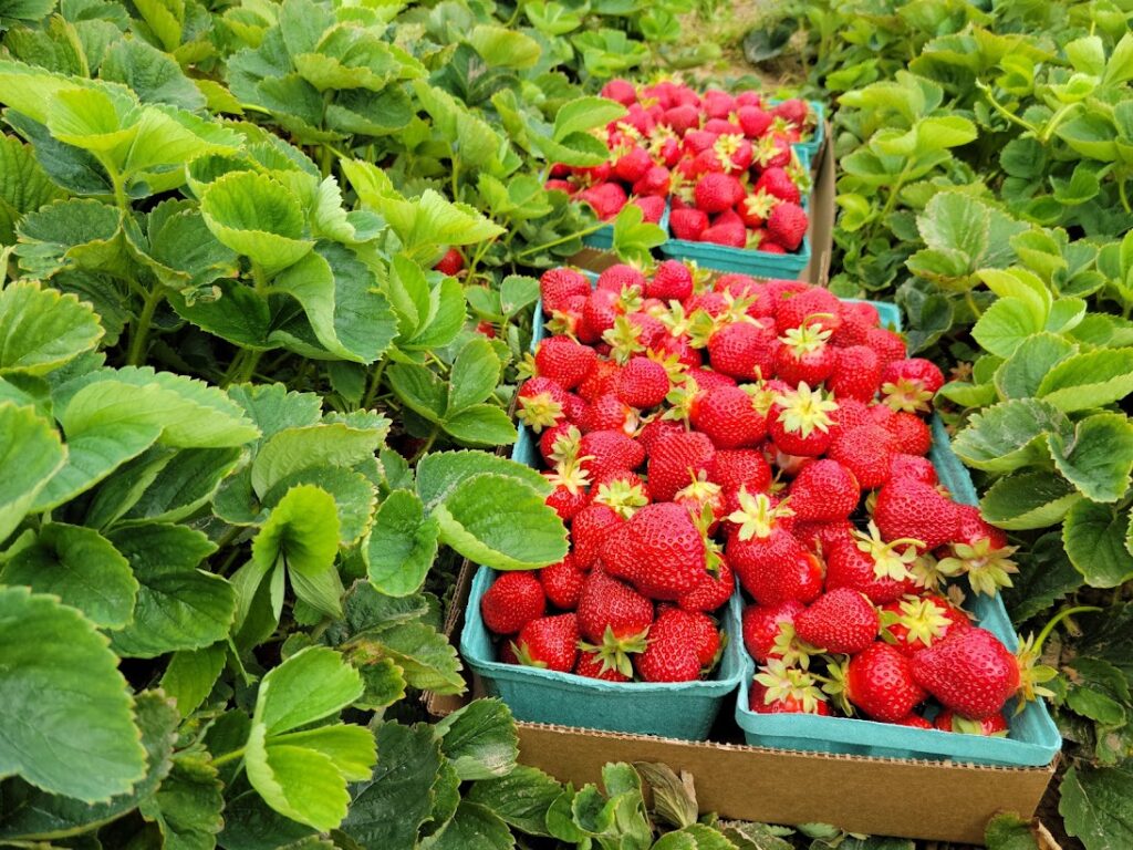 Bonacorsi Family Farm