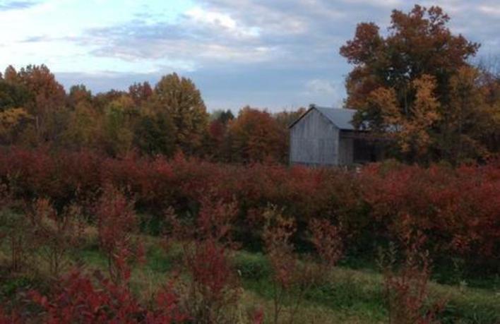 Greenfield Berry Farm photo 7
