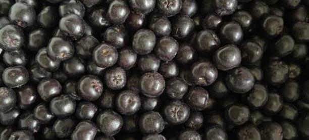 Greenfield Berry Farm photo 8