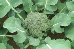 Winn Farmers' Market photo 5