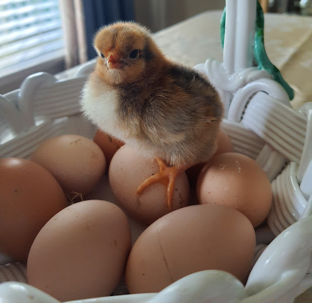 Broke Hen Farm photo 2