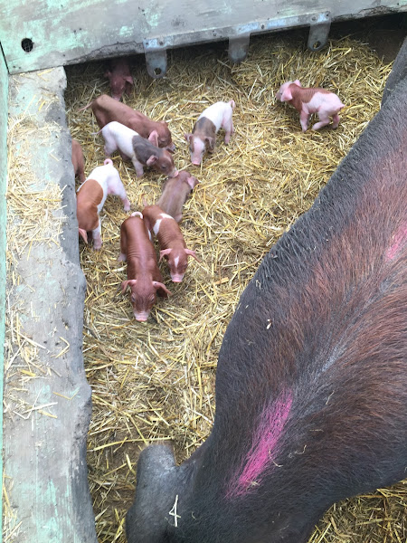 Pig in the Patch Pork