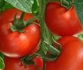 Montevallo Farmers' Market photo 26