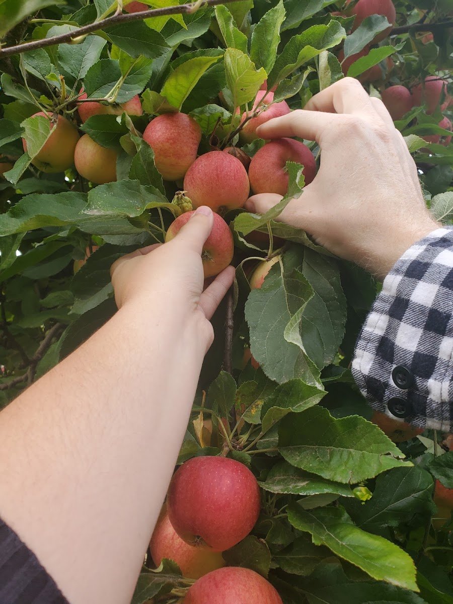 Finn's Farm, LLC