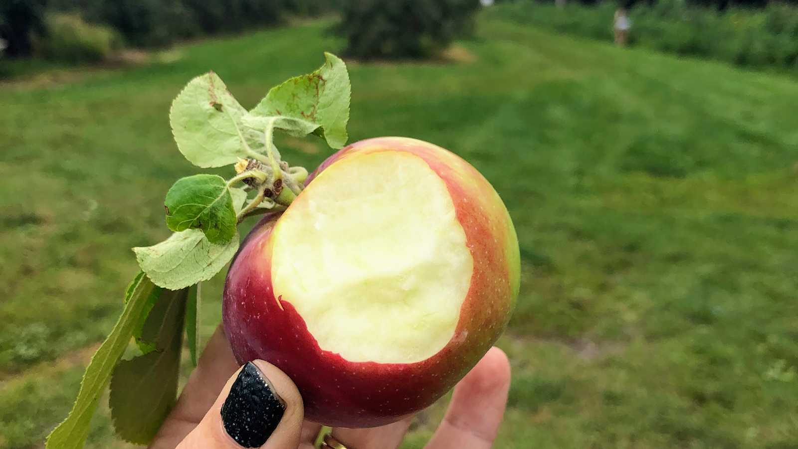 Lapsley Orchards photo 22