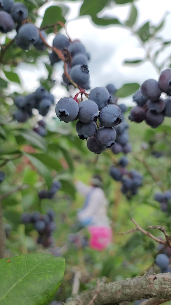 Lapsley Orchards photo 24